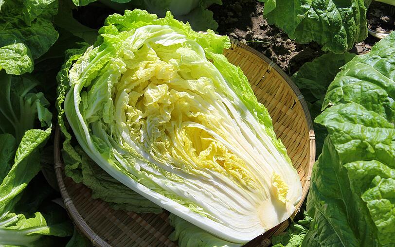 Auf Platz zwei der Studie landet der Chinakohl. Das Gemüse ist leicht bekömmlich und bringt viele gesunde Nährstoffe mit sich. Schon 100 Gramm decken ein Viertel des täglichen Vitamin-C-Bedarfs. Außerdem ist der Chinakohl reich an pflanzlichem Eiweiß und hochwertigen Aminosäuren. Auf Platz zwei der Studie landet der Chinakohl. Das Gemüse ist leicht bekömmlich und bringt viele gesunde Nährstoffe mit sich. Schon 100 Gramm decken ein Viertel des täglichen Vitamin-C-Bedarfs. Außerdem ist der Chinakohl reich an pflanzlichem Eiweiß und hochwertigen Aminosäuren.