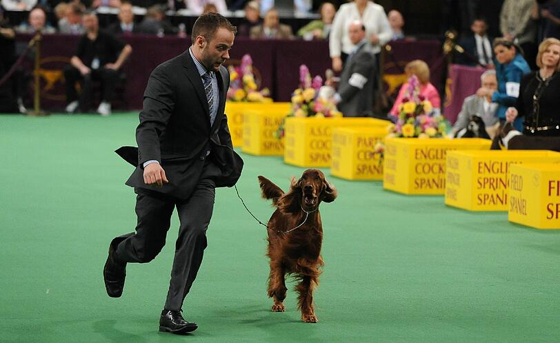 Nach einer Hundeschau Crufts in Birmingham wurde ein Irish Setter vergiftet (Archivbild)