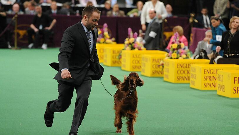 Nach einer Hundeschau Crufts in Birmingham wurde ein Irish Setter vergiftet (Archivbild) Nach einer Hundeschau Crufts in Birmingham wurde ein Irish Setter vergiftet (Archivbild)
