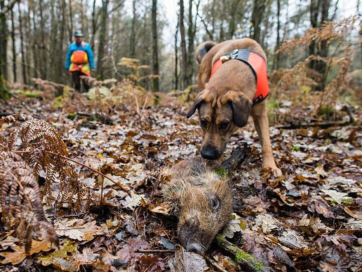 Mischling Otto hat ein Stück Wildschwein aufgespürt, das zum Training ausgelegt wurde. Otto ist ausgebildet, tote Wildschweine aufzuspüren, die auf das Virus 'Afrikanische Schweinepest' (ASP) untersucht werden sollen.