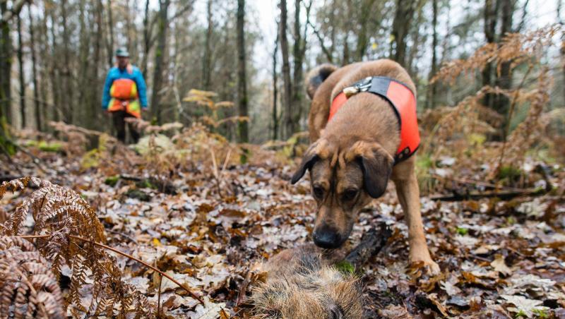Mischling Otto hat ein Stück Wildschwein aufgespürt, das zum Training ausgelegt wurde. Otto ist ausgebildet, tote Wildschweine aufzuspüren, die auf das Virus 'Afrikanische Schweinepest' (ASP) untersucht werden sollen. Mischling Otto hat ein Stück Wildschwein aufgespürt, das zum Training ausgelegt wurde. Otto ist ausgebildet, tote Wildschweine aufzuspüren, die auf das Virus 'Afrikanische Schweinepest' (ASP) untersucht werden sollen.