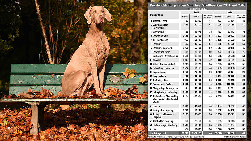 Mit der Bevölkerung steigt auch die Zahl der Hunde in der Stadt. Die aufgeschlüsselte Verteilung finden Sie unten im Text. Mit der Bevölkerung steigt auch die Zahl der Hunde in der Stadt. Die aufgeschlüsselte Verteilung finden Sie unten im Text.