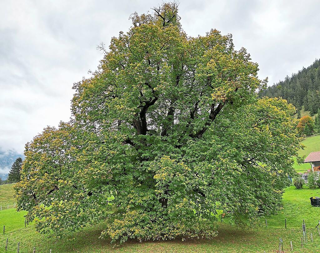 Wie Alt Wird Eine Linde Ein Baum namens Hindenburg: 750 Jahre alte Linde in Ramsau ist jetzt