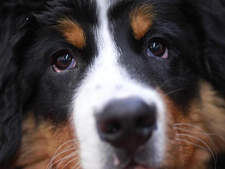 Ein Berner Sennenhund während der Messe "Tierwelt".