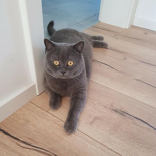 Filou