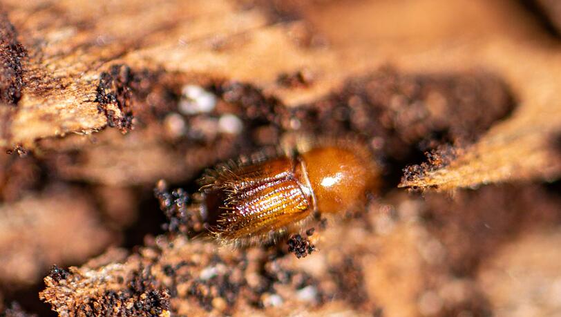 Ein Borkenk&auml;fer auf einer Baumrinde. (Archivbild)