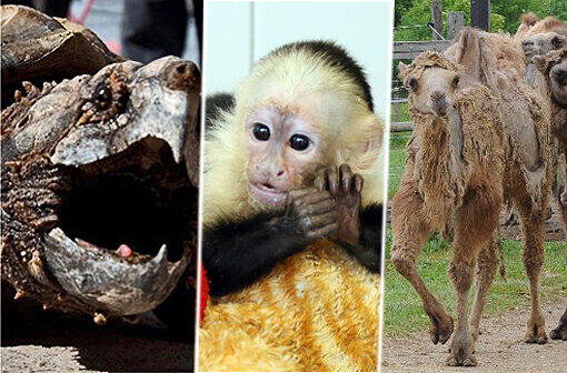 Das sind die Tiere des Jahres 2013. Viel Spaß beim Durchklicken!