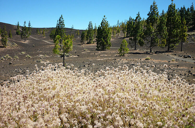 Eindrucksvolles Panorama: der Teide-Nationalpark.