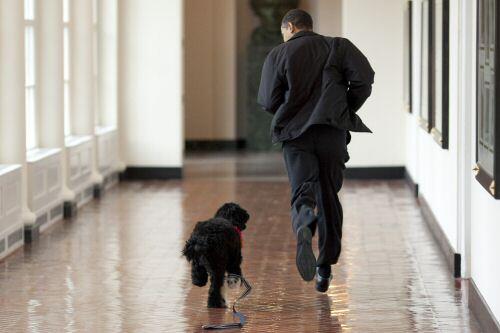 'Bo' und Barack Obama