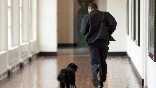 'Bo' und Barack Obama 'Bo' und Barack Obama
