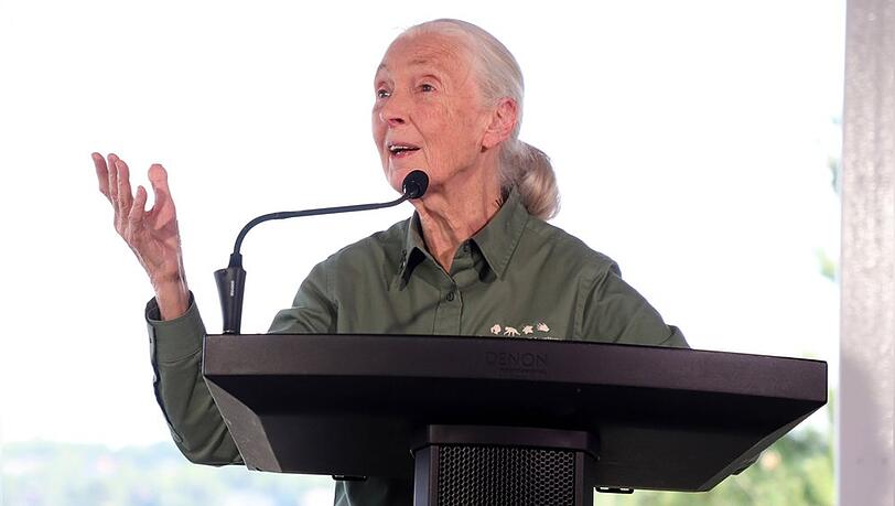 Dr. Jane Goodall gibt es jetzt auch als Barbie-Puppe.