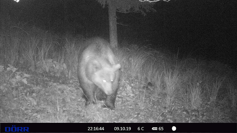 Ein Bär ist in einem Wald in Leermoos, unweit vom Plansee, in eine Wildfotofalle getappt. Ist es dasselbe Tier, das jetzt in Bayern gesichtet wurde?