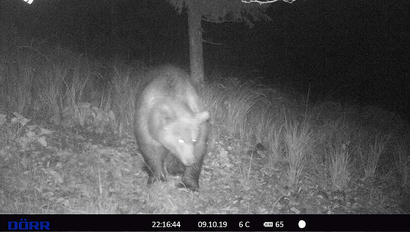 Ein Bär ist in einem Wald in Leermoos, unweit vom Plansee, in eine Wildfotofalle getappt. Ist es dasselbe Tier, das jetzt in Bayern gesichtet wurde? Ein Bär ist in einem Wald in Leermoos, unweit vom Plansee, in eine Wildfotofalle getappt. Ist es dasselbe Tier, das jetzt in Bayern gesichtet wurde?