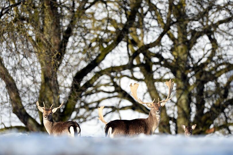 In Oberbayern sollen die beiden Männer illegal gewildert haben.
