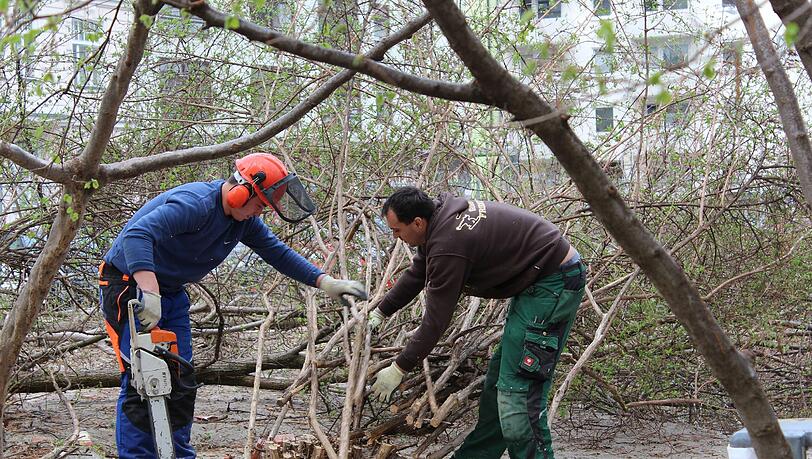 Einsatz mit der Kettensäge: Mitte April haben Arbeiter der Stadt Büsche auf dem Josephsplatz Büsche gefällt. Einsatz mit der Kettensäge: Mitte April haben Arbeiter der Stadt Büsche auf dem Josephsplatz Büsche gefällt.