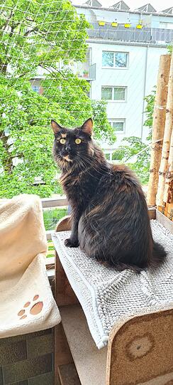 Mausi