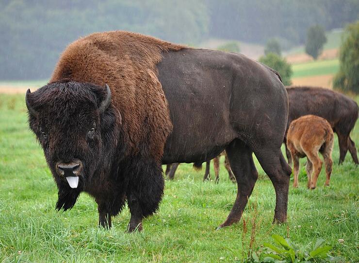 Bisonbullen wiegen bis zu 900 Kilo. Und sie sind gar nicht so leicht unterzubringen.