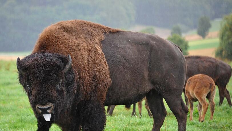 Bisonbullen wiegen bis zu 900 Kilo. Und sie sind gar nicht so leicht unterzubringen. Bisonbullen wiegen bis zu 900 Kilo. Und sie sind gar nicht so leicht unterzubringen.