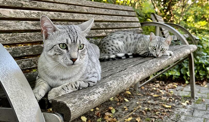 Jamani und Gani