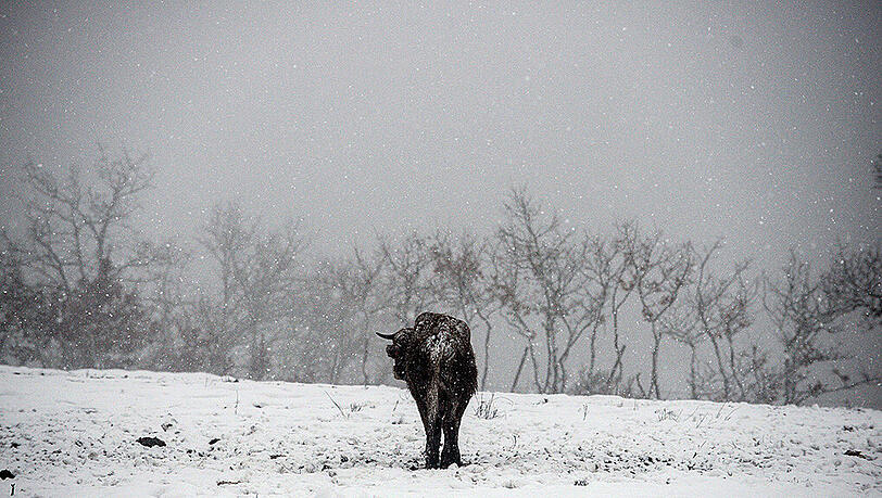 Der Winter ist in Südeuropa angekommen. In etlichen spanischen Regionen fielen bis zu 20 Zentimeter Neuschnee. Der Winter ist in Südeuropa angekommen. In etlichen spanischen Regionen fielen bis zu 20 Zentimeter Neuschnee.