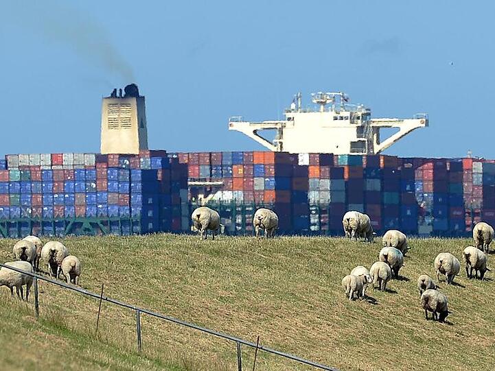 Schafe grasen auf dem Elbdeich, während ein großes Containerschiff auf der Elbe vorbeizieht.