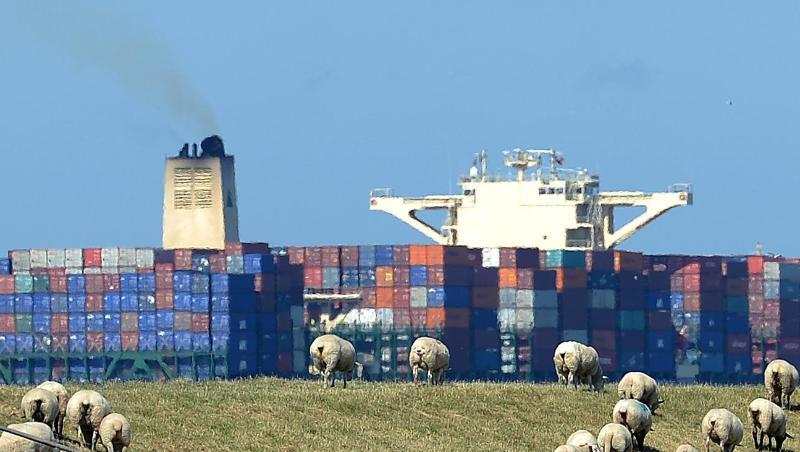 Schafe grasen auf dem Elbdeich, während ein großes Containerschiff auf der Elbe vorbeizieht. Schafe grasen auf dem Elbdeich, während ein großes Containerschiff auf der Elbe vorbeizieht.