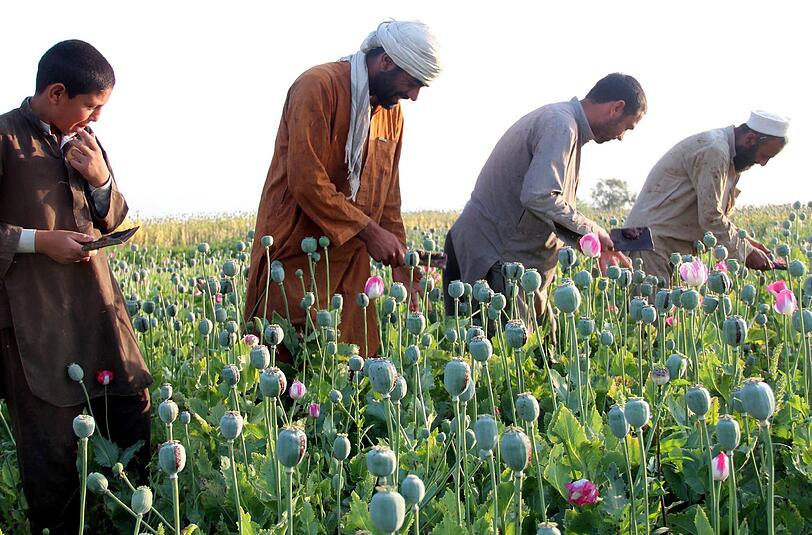 In 19 der 34 afghanischen Provinzen wird Schlafmohn angebaut, das man zur Heroin-Herstellung benötigt.