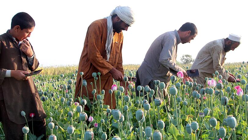 In 19 der 34 afghanischen Provinzen wird Schlafmohn angebaut, das man zur Heroin-Herstellung benötigt. In 19 der 34 afghanischen Provinzen wird Schlafmohn angebaut, das man zur Heroin-Herstellung benötigt.