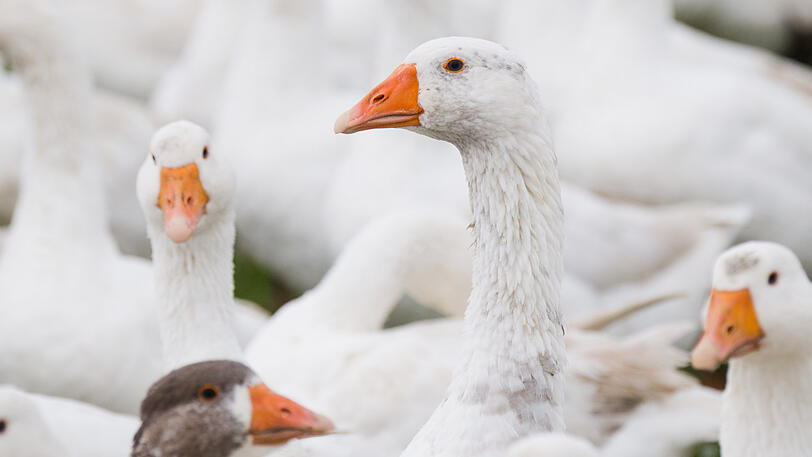 Eine echte Martinsgans als Geschenk? Da muss das Veterinäramt ran, dachte zumindest das KVR.