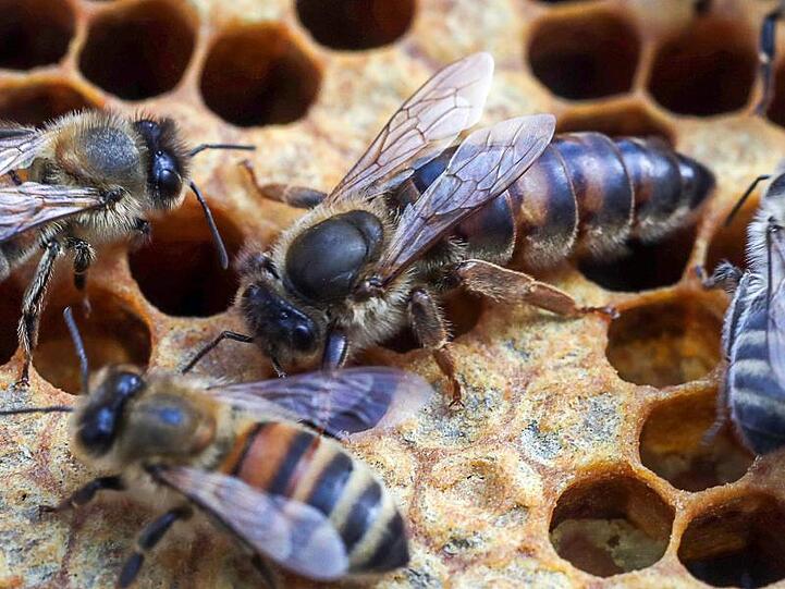 Bienen sind in einem Bienenstock zu sehen. Foto: Jens Büttner/Archiv