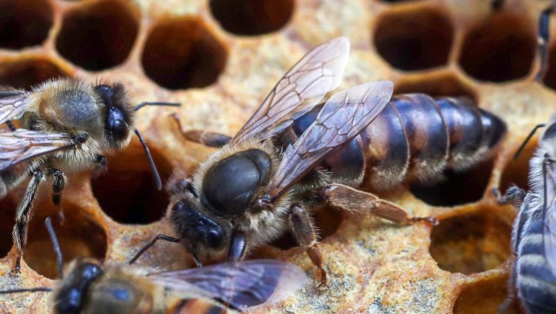 Bienen sind in einem Bienenstock zu sehen. Foto: Jens Büttner/Archiv Bienen sind in einem Bienenstock zu sehen. Foto: Jens Büttner/Archiv