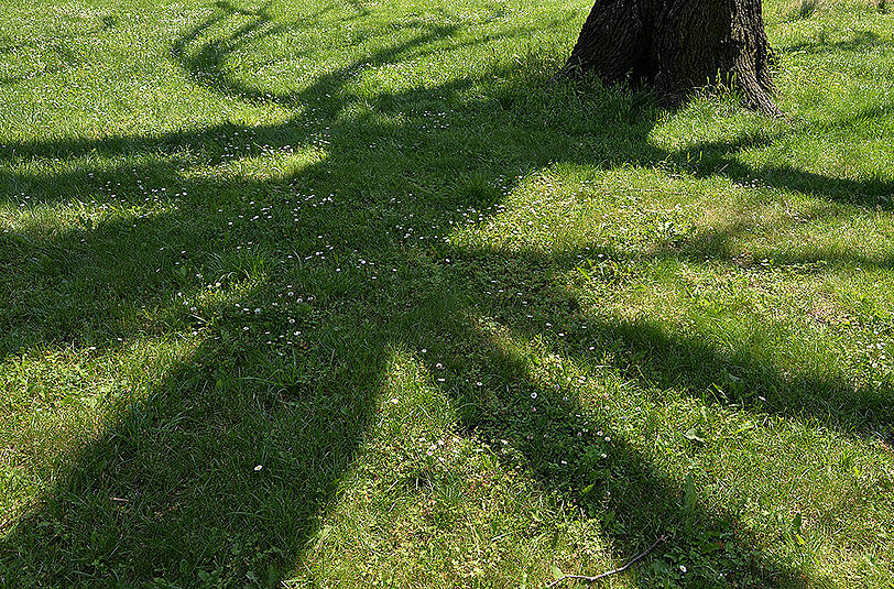 Müssen Bäume abgesägt werden, wenn deren Schatten jemand massiv stört?
