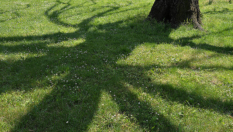 Müssen Bäume abgesägt werden, wenn deren Schatten jemand massiv stört? Müssen Bäume abgesägt werden, wenn deren Schatten jemand massiv stört?
