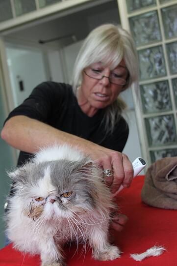 Die ehrenamtliche Helferin Jutta Blume schert eine der Katzen.