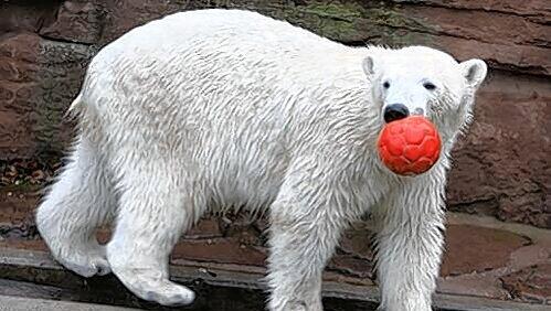 Flocke bereitet sich derzeit auf ihren bevorstehenden Umzug vor. Ihren Ball darf sie nach Frankreich mitnehmen. Flocke bereitet sich derzeit auf ihren bevorstehenden Umzug vor. Ihren Ball darf sie nach Frankreich mitnehmen.
