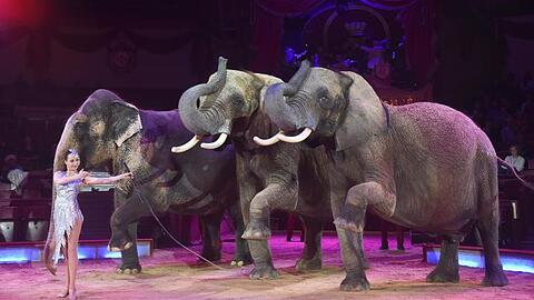 Jana Mandana Lacey-Krone tritt mit ihren Elefanten im Circus Krone auf, darunter ganz links Mala.