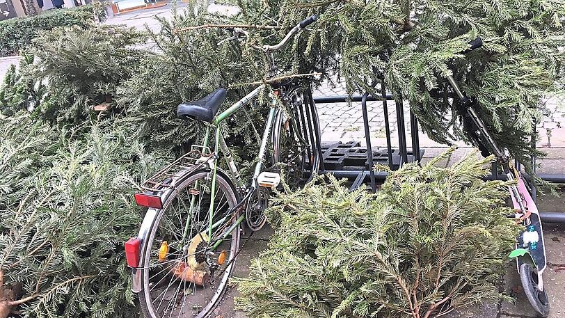 Immerhin zerstechen diese Nadeln nicht die Fahrradschläuche - trotzdem gehören die rausgeschmissenen Bäume dort nicht hin.