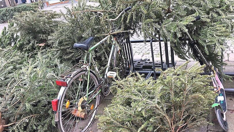 Immerhin zerstechen diese Nadeln nicht die Fahrradschläuche - trotzdem gehören die rausgeschmissenen Bäume dort nicht hin. Immerhin zerstechen diese Nadeln nicht die Fahrradschläuche - trotzdem gehören die rausgeschmissenen Bäume dort nicht hin.