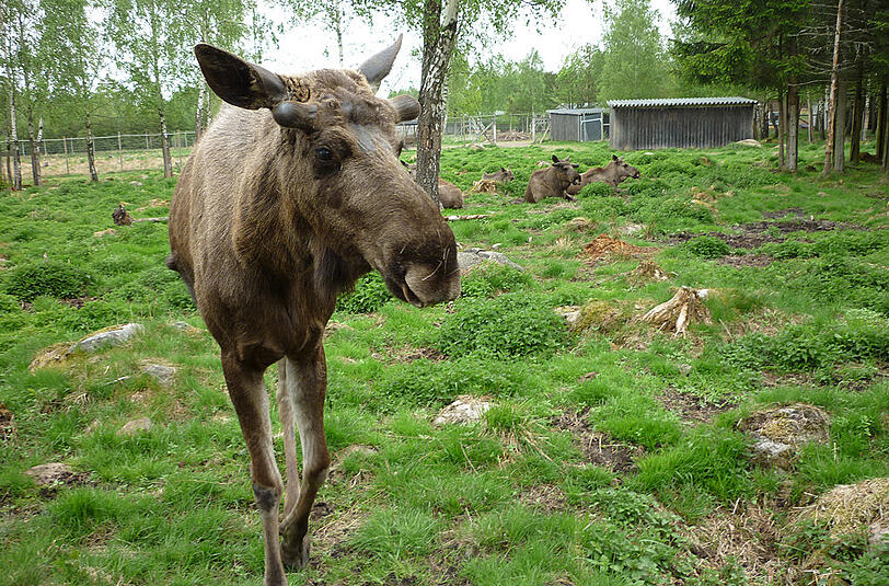 Ein Elch, der "König der Wälder".