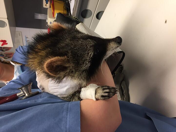 Weitere Bilder von Jacky und der ersten Herzschrittmacher-OP weltweit an einem Waschbären.