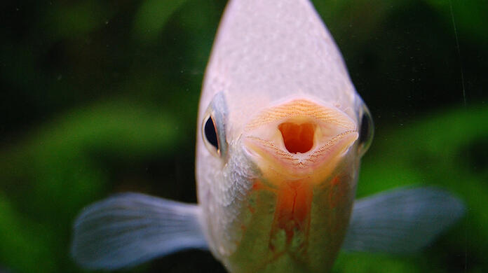 Die Gurami-Fische formen mit ihren Mündern eine Kussbewegung - romantisch, oder? Hat aber einen anderen Hintergrund.