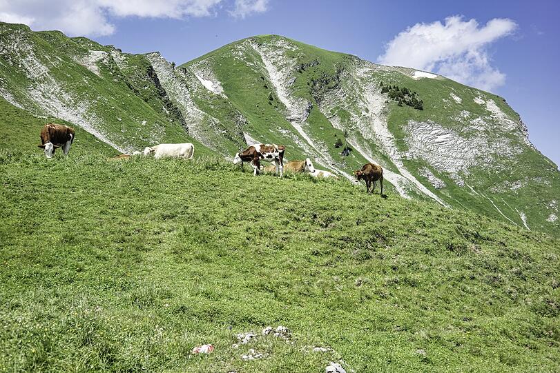 Weidende Kühe vor dem Gipfel des Juifen. Dieser Berg bietet zwar eine umfassende Rundsicht, aber es gibt oben sehr viele Insekten.