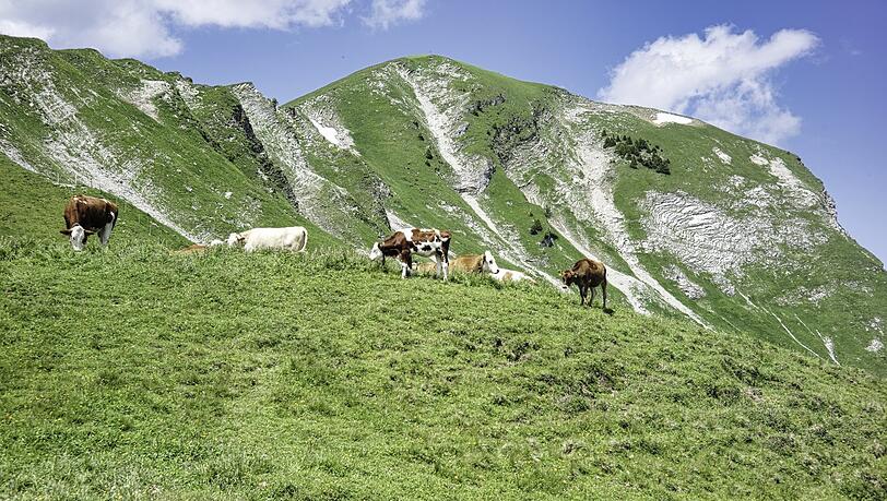 Weidende Kühe vor dem Gipfel des Juifen. Dieser Berg bietet zwar eine umfassende Rundsicht, aber es gibt oben sehr viele Insekten. Weidende Kühe vor dem Gipfel des Juifen. Dieser Berg bietet zwar eine umfassende Rundsicht, aber es gibt oben sehr viele Insekten.