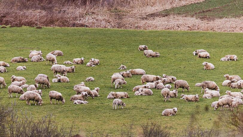 In Augsburg sind laut Polizei 13 Schafe von einer Weide gestohlen worden. (Symbolbild) In Augsburg sind laut Polizei 13 Schafe von einer Weide gestohlen worden. (Symbolbild)