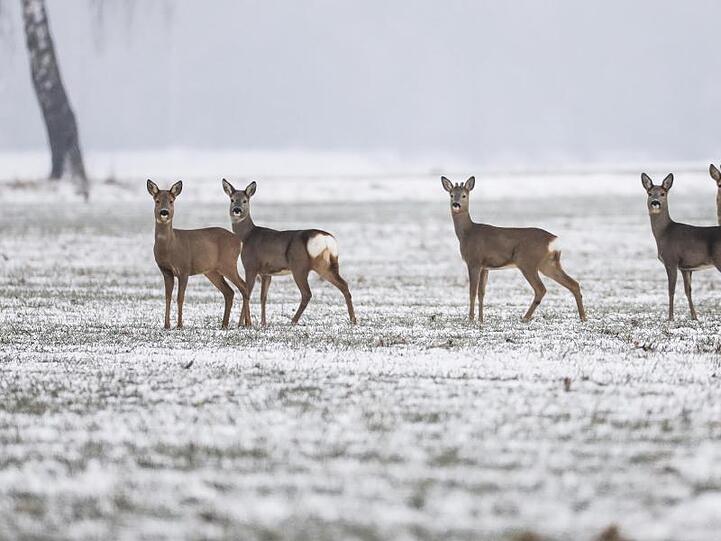 Rehe im Schnee. Foto: Thomas Warnack/Archiv