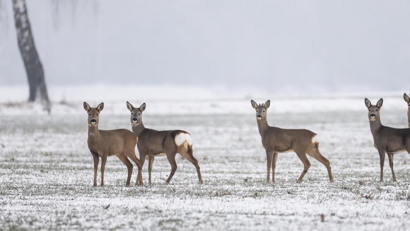Rehe im Schnee. Foto: Thomas Warnack/Archiv Rehe im Schnee. Foto: Thomas Warnack/Archiv
