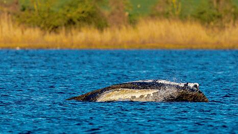 Der Wal liegt immer noch vor der Insel Poel.