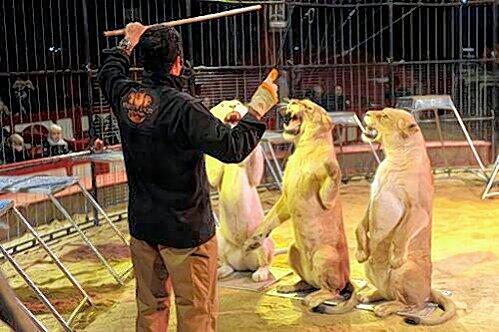 Platz! Sitz! Männchen! Die jungen Löwendamen Womba, Tabora und Kenya beim Unterricht in der Manege.