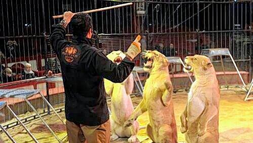 Platz! Sitz! Männchen! Die jungen Löwendamen Womba, Tabora und Kenya beim Unterricht in der Manege. Platz! Sitz! Männchen! Die jungen Löwendamen Womba, Tabora und Kenya beim Unterricht in der Manege.