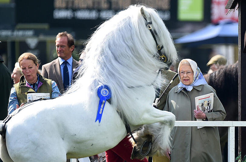 Ein Pferd springt in der Nähe der britischen Königin Queen Elizabeth II. während der Windsor Royal Horse Show.
